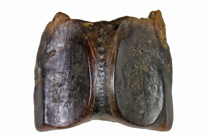 Fossil Hadrosaur (Edmontosaurus) Shed Tooth- Montana #110981